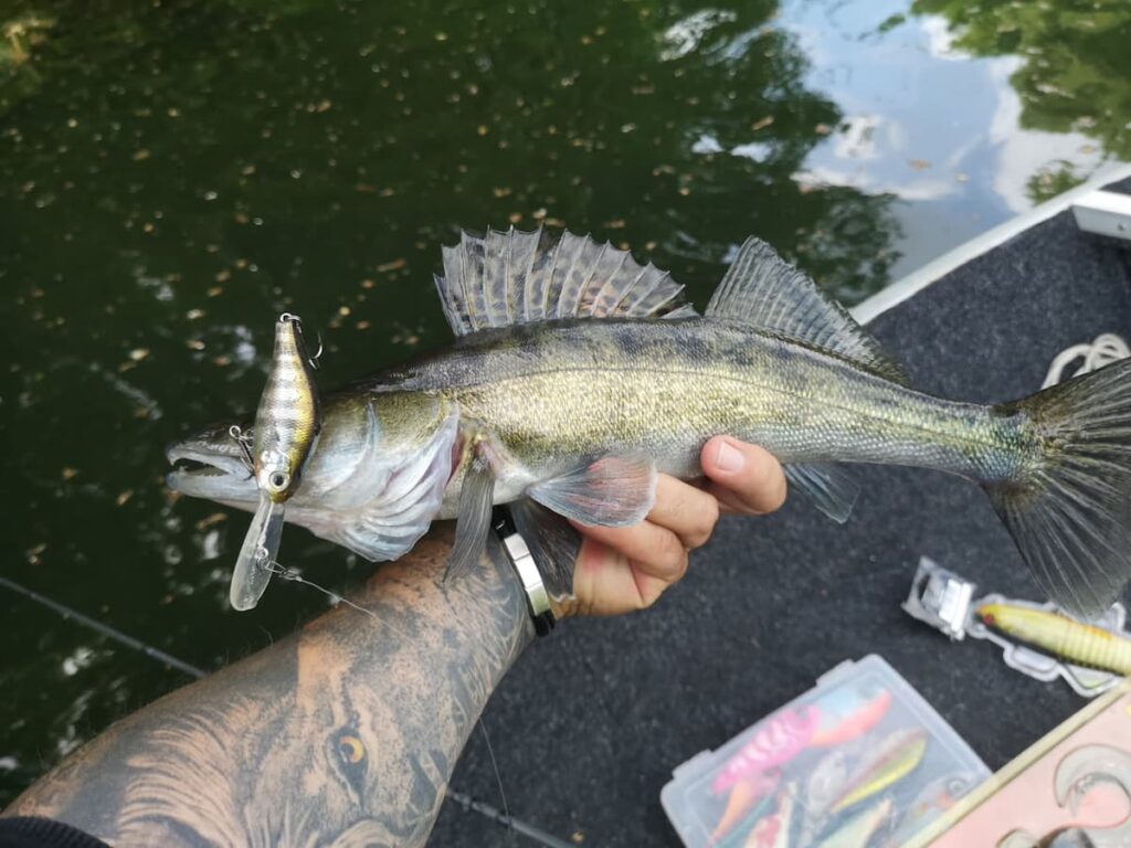 Pêche-carnassiers-bateau-sandre-crank-Cantal